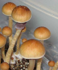 Ecuador Cubensis Mushrooms