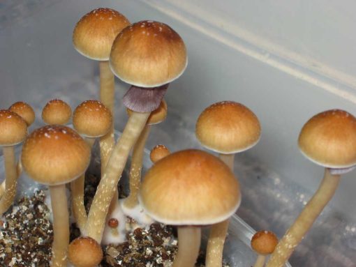 Ecuador Cubensis Mushrooms
