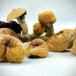 Buy Bulk Magic Mushrooms in Canada