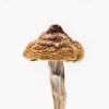 Buy Martinique Mushrooms Online