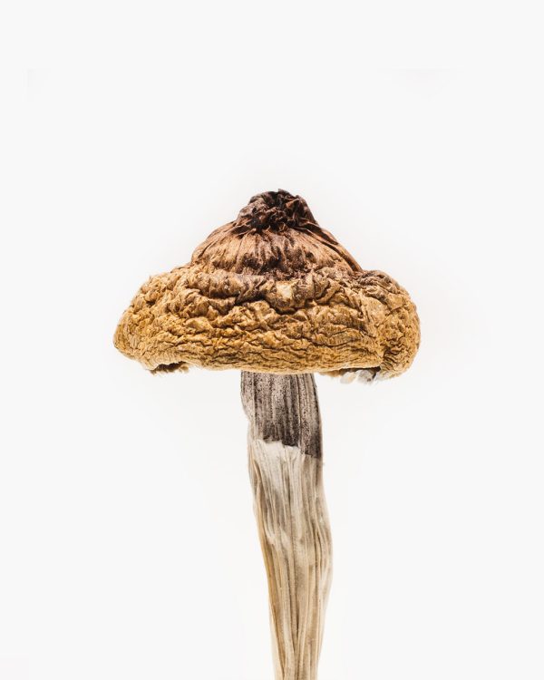 Buy Martinique Mushrooms Online