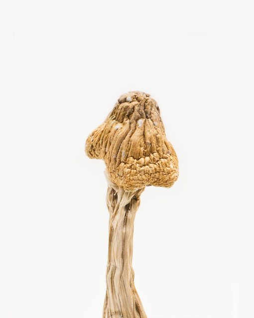 B+ Mushrooms