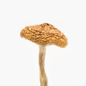 British Columbia Cyanescens Mushrooms