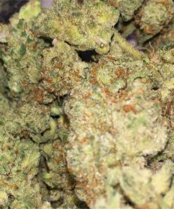 Snowman Cannabis Strain