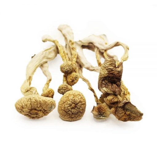 Albino Magic Mushroom