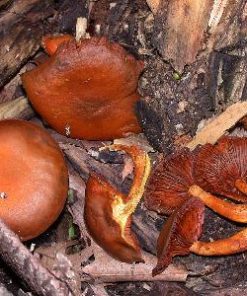 Laughing Gym Mushrooms