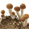 McKennaii Psilocybin Cubensis Mushrooms