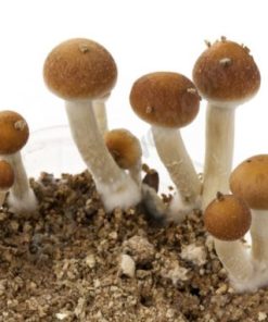 McKennaii Psilocybin Cubensis Mushrooms